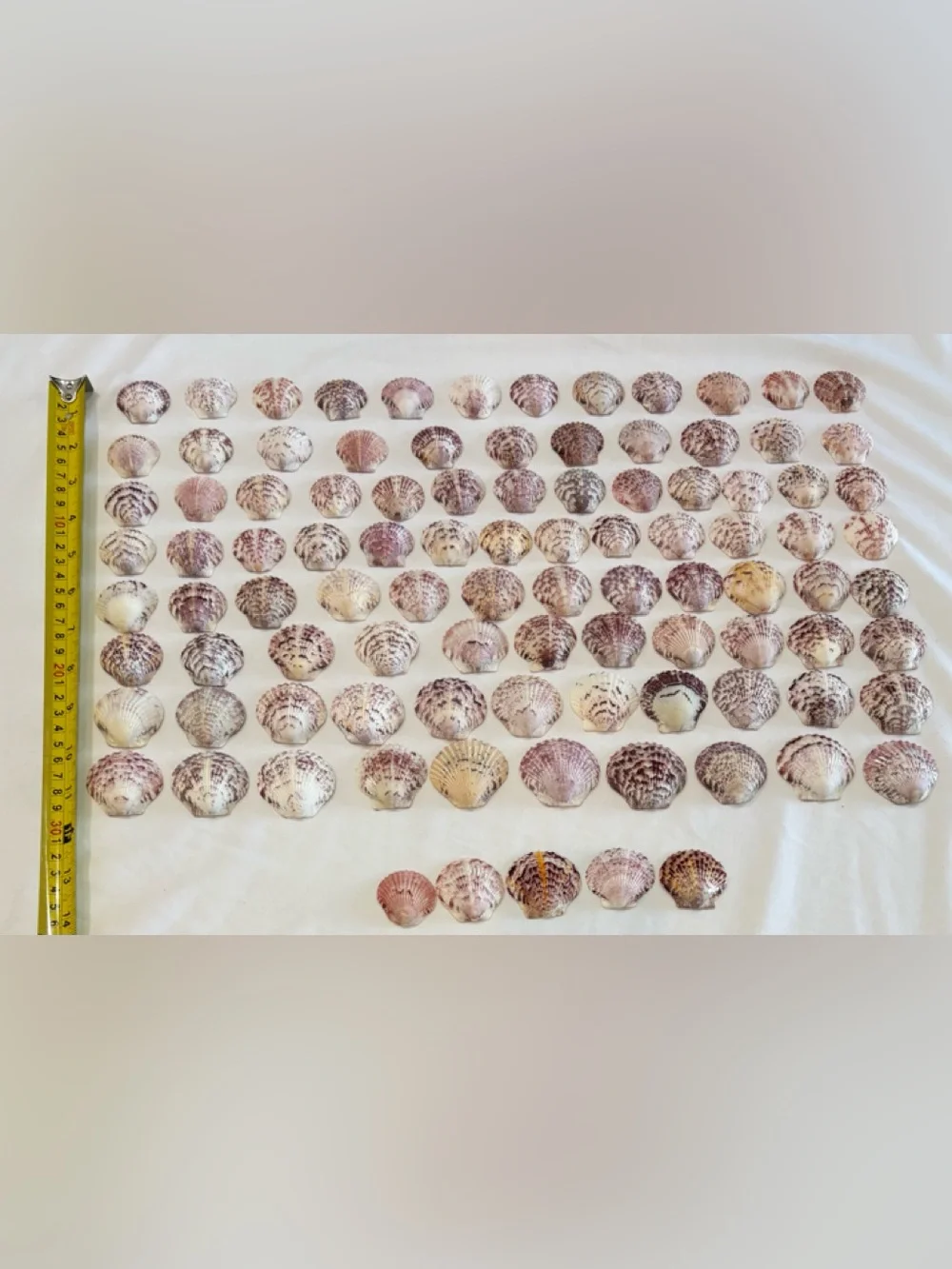 Beach Scallop Seashells 98 hand